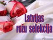 Презентация 'Latvijas rožu selekcija', 1.