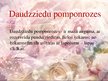 Презентация 'Latvijas rožu selekcija', 12.