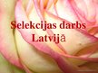 Презентация 'Latvijas rožu selekcija', 16.