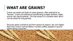 Презентация 'Organic Grains', 2.