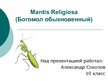 Презентация 'Mantis Religiosa', 1.