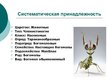Презентация 'Mantis Religiosa', 2.