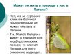 Презентация 'Mantis Religiosa', 7.
