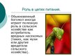 Презентация 'Mantis Religiosa', 10.