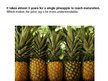 Презентация 'Pineapple', 6.