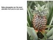 Презентация 'Pineapple', 10.