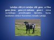 Презентация 'Latvijas zilā govs', 2.