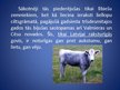 Презентация 'Latvijas zilā govs', 7.