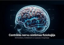 Презентация 'Centrālās nervu sistēmas fizioloģija', 1.