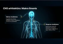 Презентация 'Centrālās nervu sistēmas fizioloģija', 2.