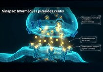 Презентация 'Centrālās nervu sistēmas fizioloģija', 4.