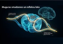 Презентация 'Centrālās nervu sistēmas fizioloģija', 7.