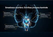 Презентация 'Centrālās nervu sistēmas fizioloģija', 8.