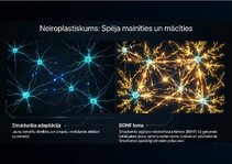 Презентация 'Centrālās nervu sistēmas fizioloģija', 14.