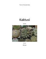 Реферат 'Kaktusi', 1.