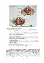 Дипломная 'Astes kaula asimetrijas ietekme uz iegurņa  funkcionālo stāvokli', 12.