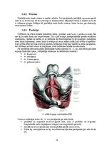Дипломная 'Astes kaula asimetrijas ietekme uz iegurņa  funkcionālo stāvokli', 16.