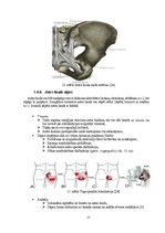 Дипломная 'Astes kaula asimetrijas ietekme uz iegurņa  funkcionālo stāvokli', 17.