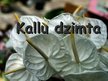 Презентация 'Kallu dzimta', 1.