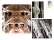 Презентация 'Katedrāles "Sagrada Familia" ģeometriskās sistēmas un proporcijas', 9.