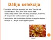 Презентация 'Dāliju selekcija Latvijā', 4.