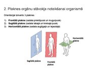Презентация 'Konspekts ieskaitei treneriem anatomijā', 3.