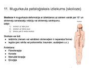Презентация 'Konspekts ieskaitei treneriem anatomijā', 14.