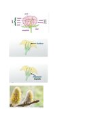 Конспект '32 Terms in the Field of Agriculture and Botany', 20.