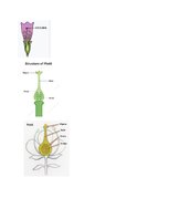Конспект '32 Terms in the Field of Agriculture and Botany', 21.