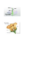 Конспект '32 Terms in the Field of Agriculture and Botany', 22.