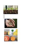 Конспект '32 Terms in the Field of Agriculture and Botany', 24.