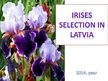 Презентация 'Irises Selection in Latvia', 1.