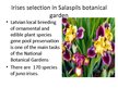 Презентация 'Irises Selection in Latvia', 14.