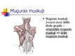 Презентация 'Muguras muskuļi', 2.