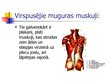 Презентация 'Muguras muskuļi', 3.