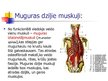 Презентация 'Muguras muskuļi', 13.
