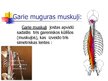 Презентация 'Muguras muskuļi', 18.