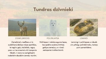 Презентация 'Dabas zonas raksturojums - tundra', 5.
