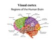 Презентация 'Vision and Brain', 5.