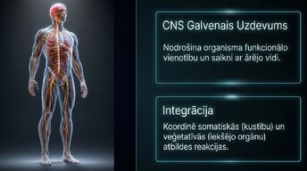 Презентация 'Zemgarozas kodolu arhitektūra un neirobioloģija', 2.