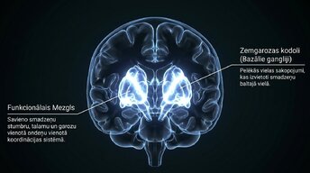 Презентация 'Zemgarozas kodolu arhitektūra un neirobioloģija', 3.