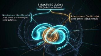 Презентация 'Zemgarozas kodolu arhitektūra un neirobioloģija', 4.