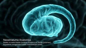 Презентация 'Zemgarozas kodolu arhitektūra un neirobioloģija', 5.