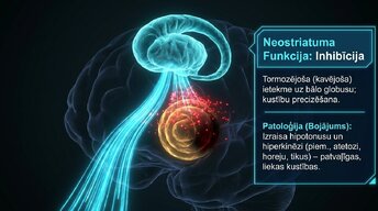 Презентация 'Zemgarozas kodolu arhitektūra un neirobioloģija', 6.