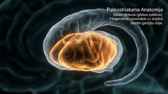 Презентация 'Zemgarozas kodolu arhitektūra un neirobioloģija', 7.