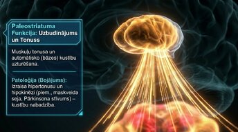 Презентация 'Zemgarozas kodolu arhitektūra un neirobioloģija', 8.