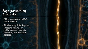 Презентация 'Zemgarozas kodolu arhitektūra un neirobioloģija', 10.