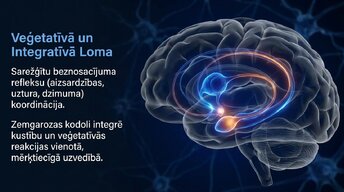 Презентация 'Zemgarozas kodolu arhitektūra un neirobioloģija', 12.