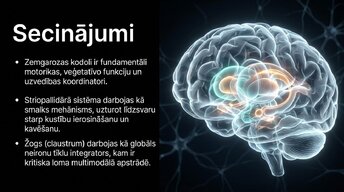 Презентация 'Zemgarozas kodolu arhitektūra un neirobioloģija', 13.