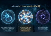 Презентация 'Bioloģiskā elektrība: neirona iekšējais kosmoss', 3.